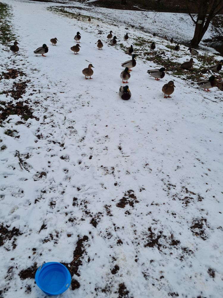 Eine Gruppe Enten kommt ganz nah ran, ein Erpel legt sich sogar ab, unten links ein Wassernapf vom Hund