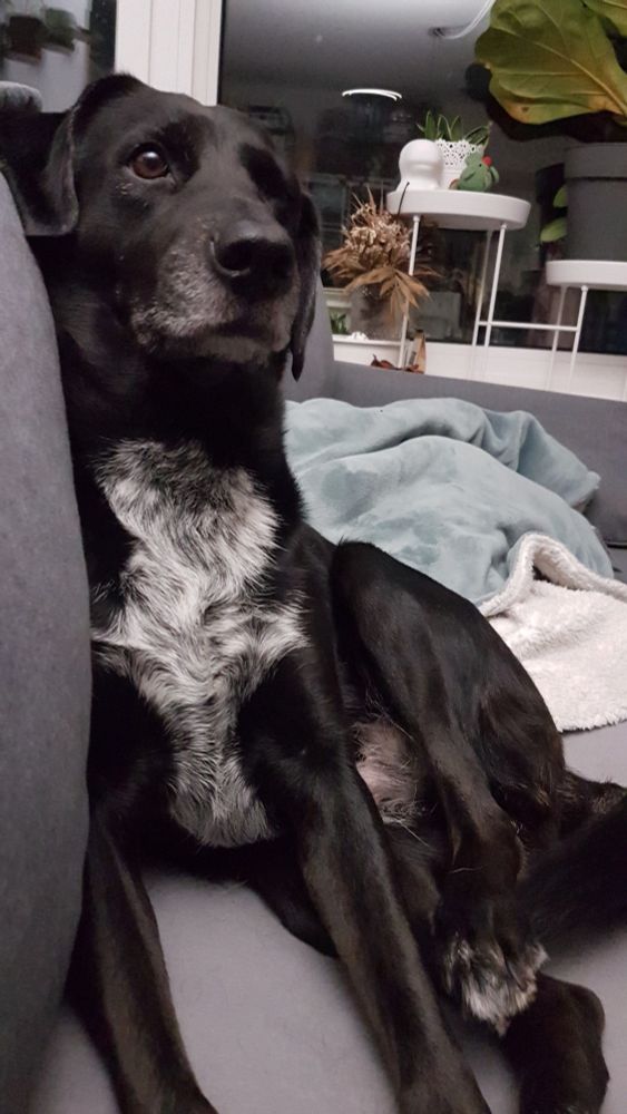 Schwarzer Hund mit weißer Blässe lehnt seitlich an Sofakissen und schaut fast schon verklärt ins Off.