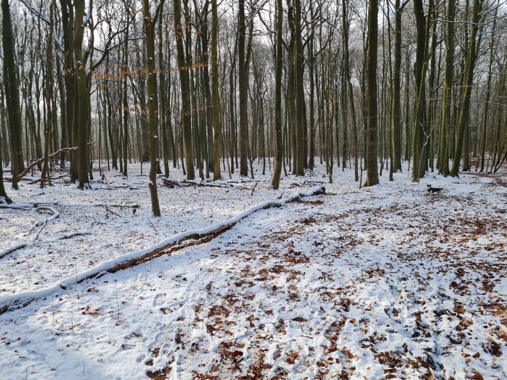 Verschneiter Wald, rechts die Hündin Käte 