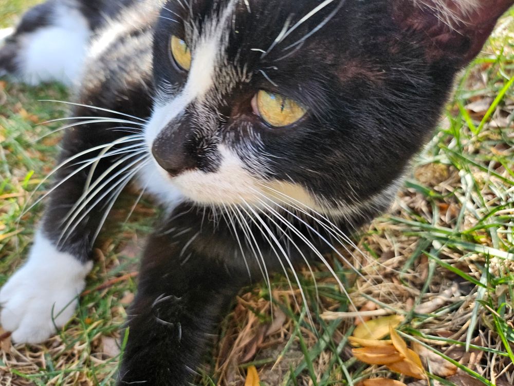 black and white cat close up