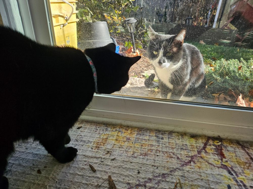 black cat and tuxedo cat look at each other thru a glass door