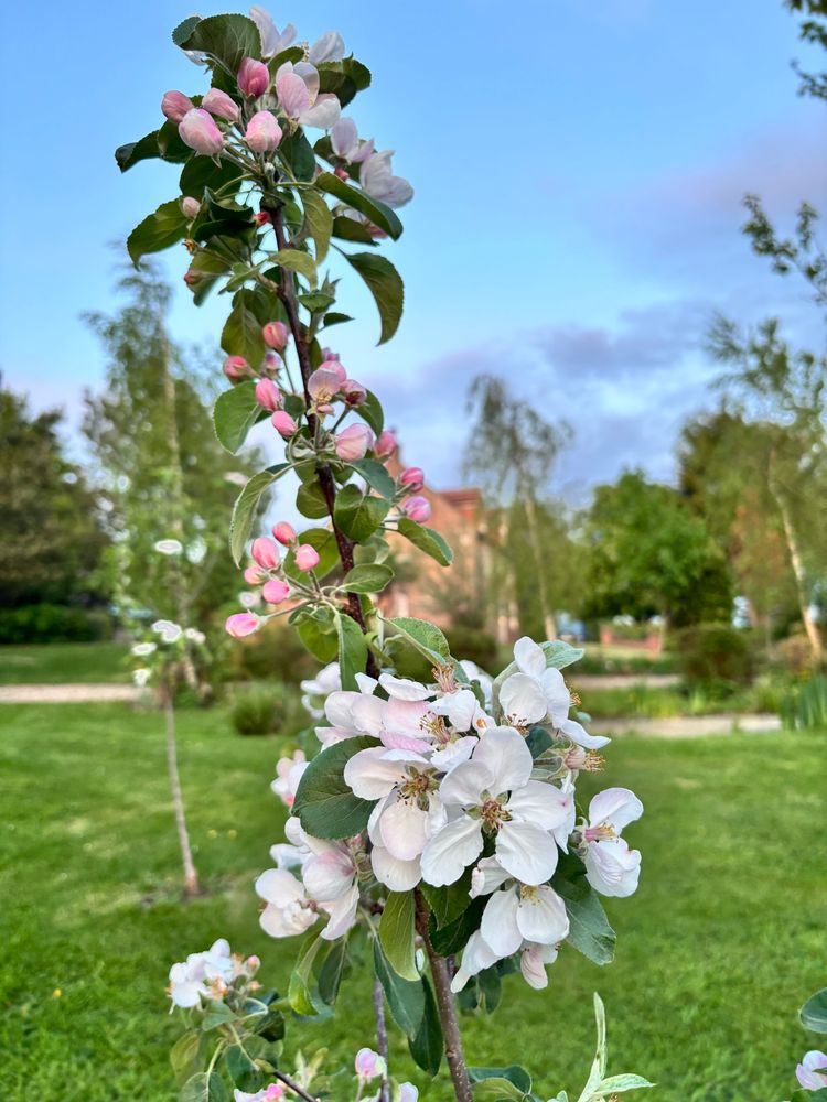 Close up of blossom with grass behind 
