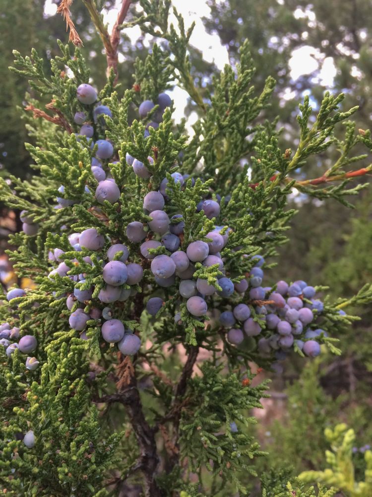 Juniper berries.