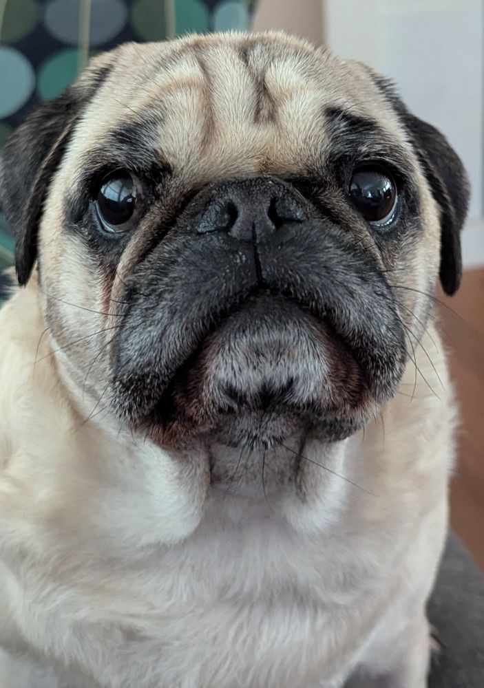 This is Walter the Pugand this is his advice.  The mini's are yours the colors you choose are the correct ones. 