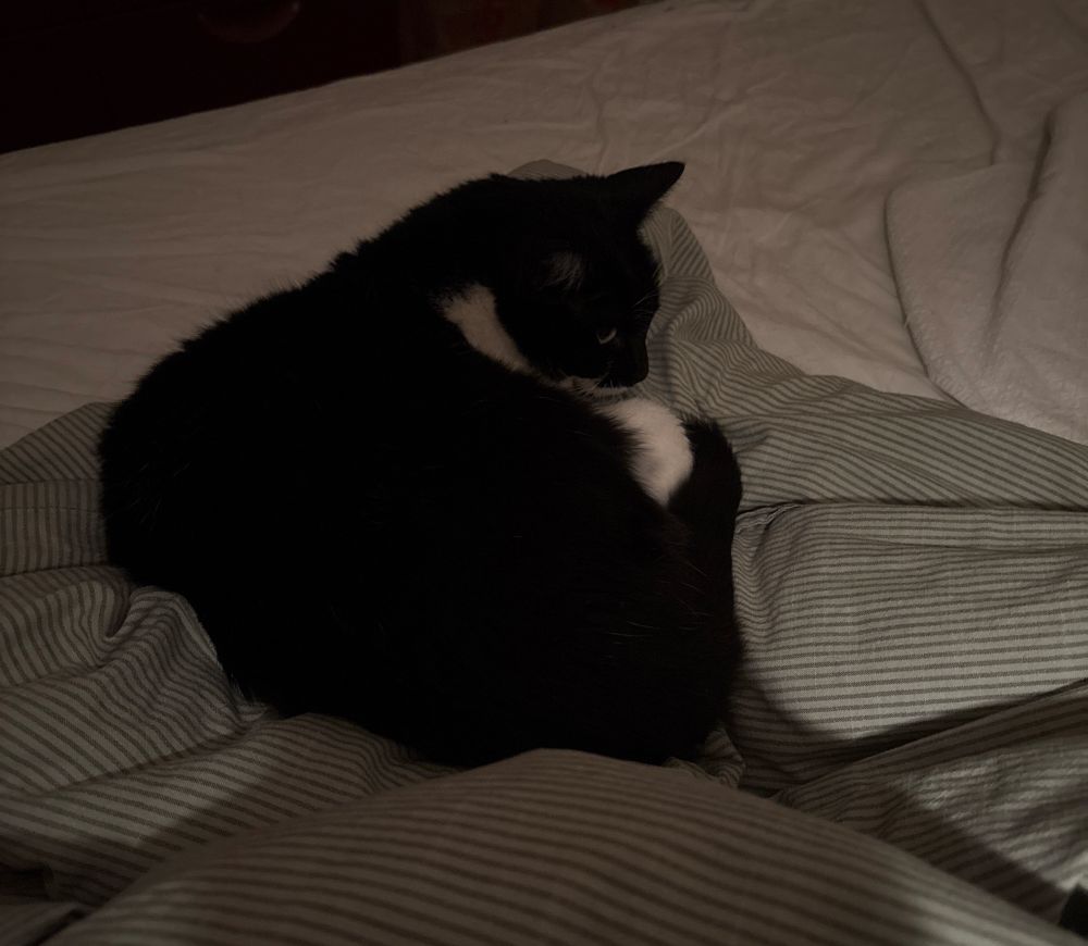 Too-ticki, a black and white cat, is curled up on a bed.