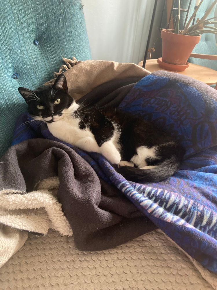 Too-ticki, a black and white cat, is curled up on her side on a blanket. The print on the blanket isn’t entirely visible, but it’s a design in black and blue and includes some vicious dragon teeth. (It’s a design of Balerion, a dragon)