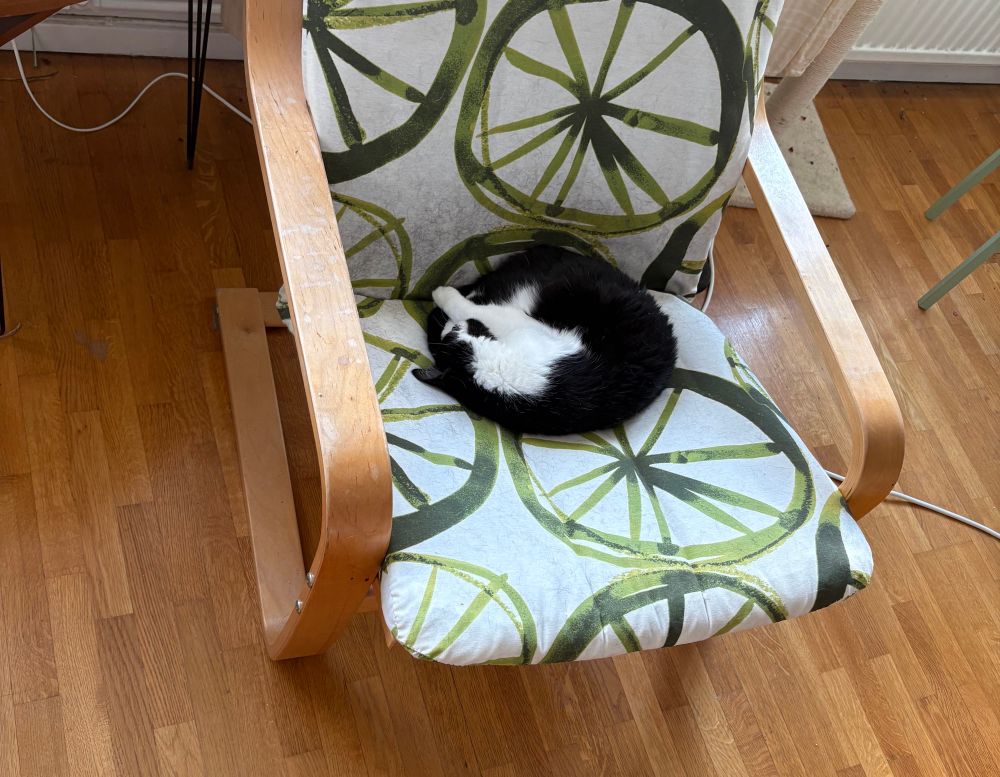 Too-ticki, a black and white cat, is curled up in a circle, sort of looking like a pretzel.