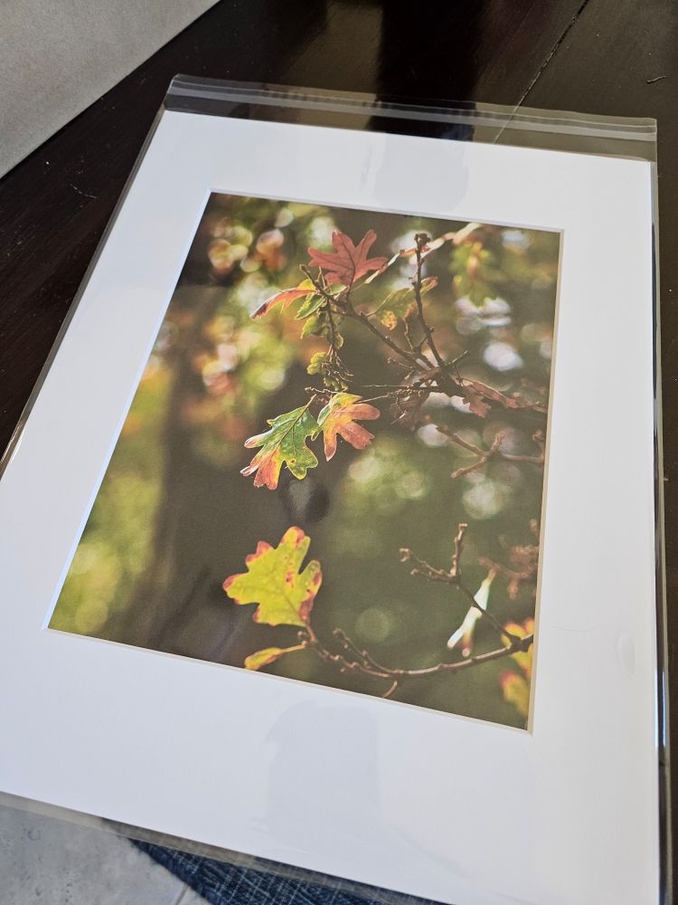 Test print of a picture of leaves changing color in fall, with a white border and inside a plastic sleeve