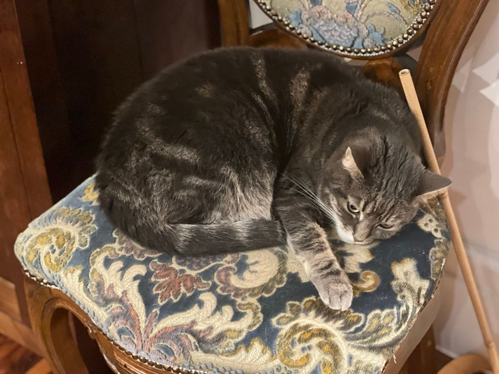Grey cat curled up on dining chair 
