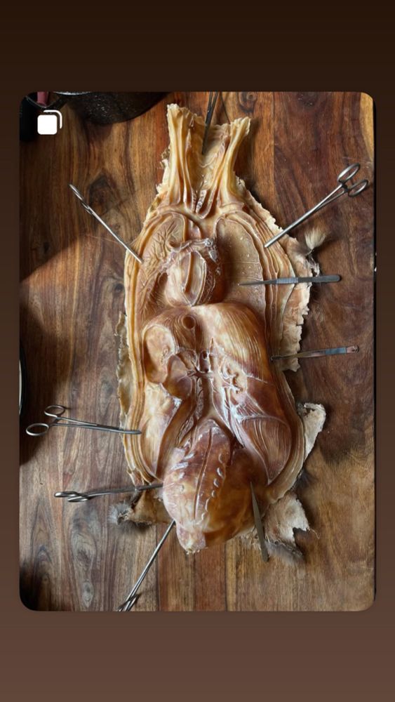 ein latexabguss eines anatomischen modells, einem menschlichen torso ohne innere organe; der eigentliche hohlraum des körperinneren ist im abdruckt aufgewölbt. der abguss liegt auf einer gemaserten holztischplatte. der beige-bräunliche abguss ist mit klemmen und pinzetten an dem hintergrund (latexabzug eines fuchsfelles) befestigt. der hintergrund der gussform ist kaum an den rändern zu erkennen. 
das gesamte foto ist in gelb-beige-brauntönen gehalten.  