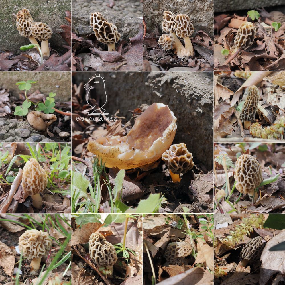 きょう見つかったアミガサタケ(イエローモレル)いろいろ
カニタケと思われるきのこも2個体見つかった