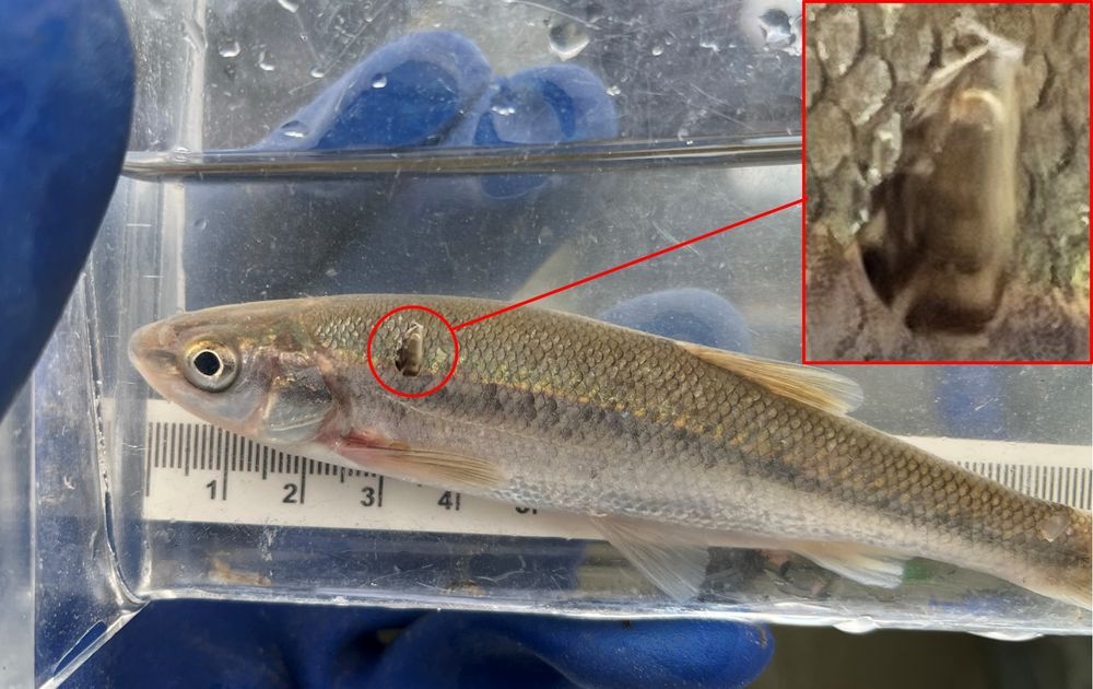 Juvenile zebra mussel attached to a fish.
