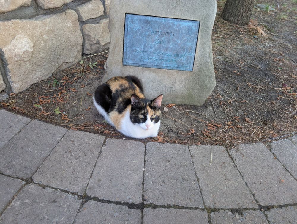 A photo of a cat resting in the shade.