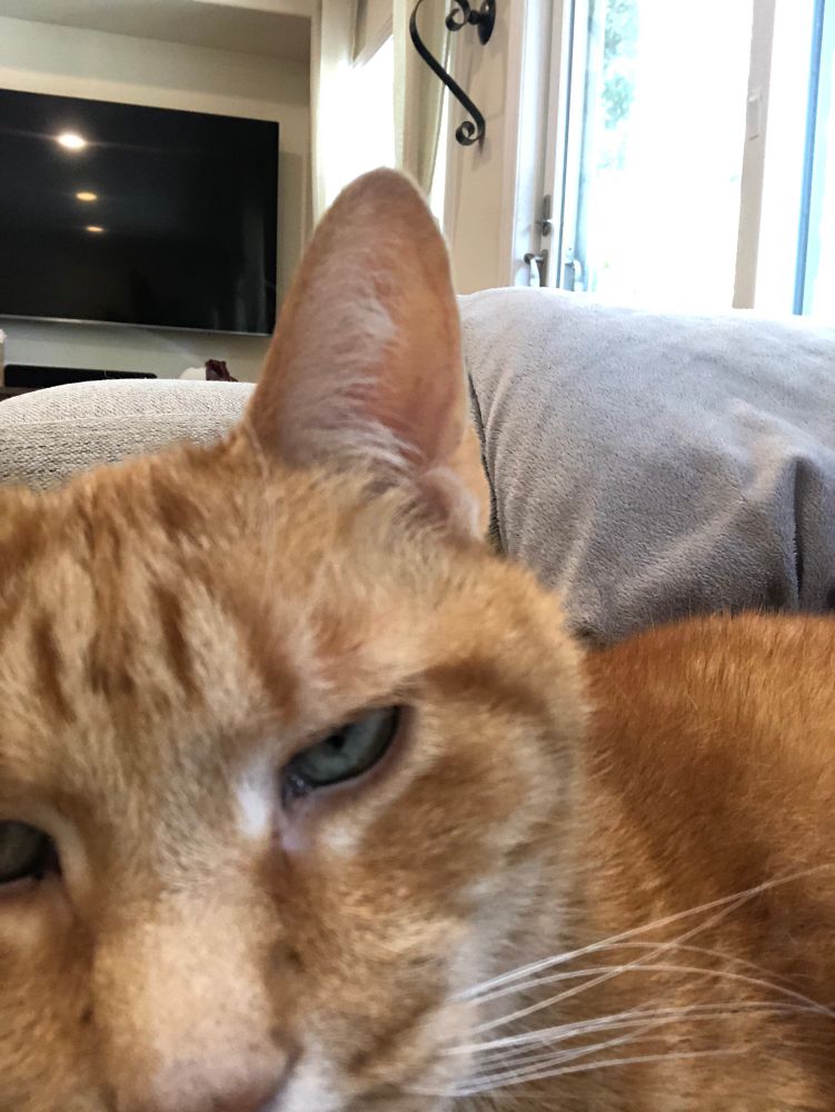 Orange tabby cat looking into the camera. 