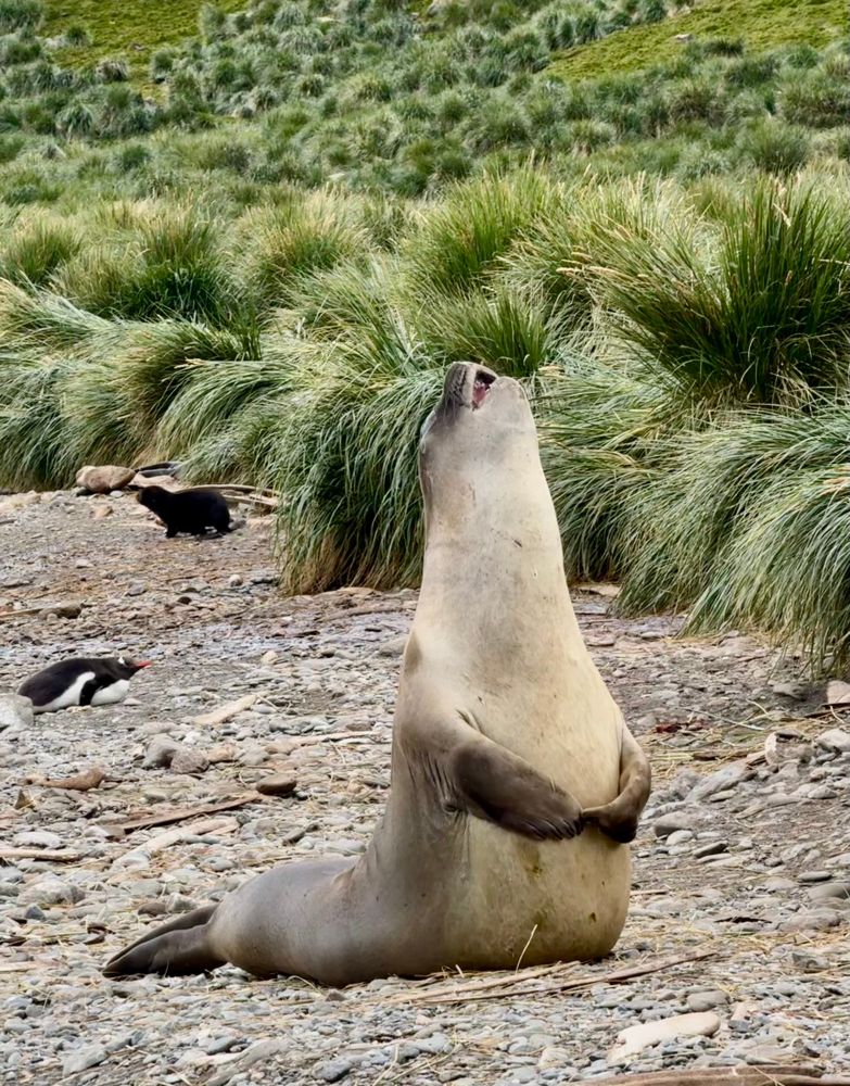 A large seal reared up with front flippers clasped over belly, looking to the sky. 
A penguin with head down on one side, on a snow drift. 