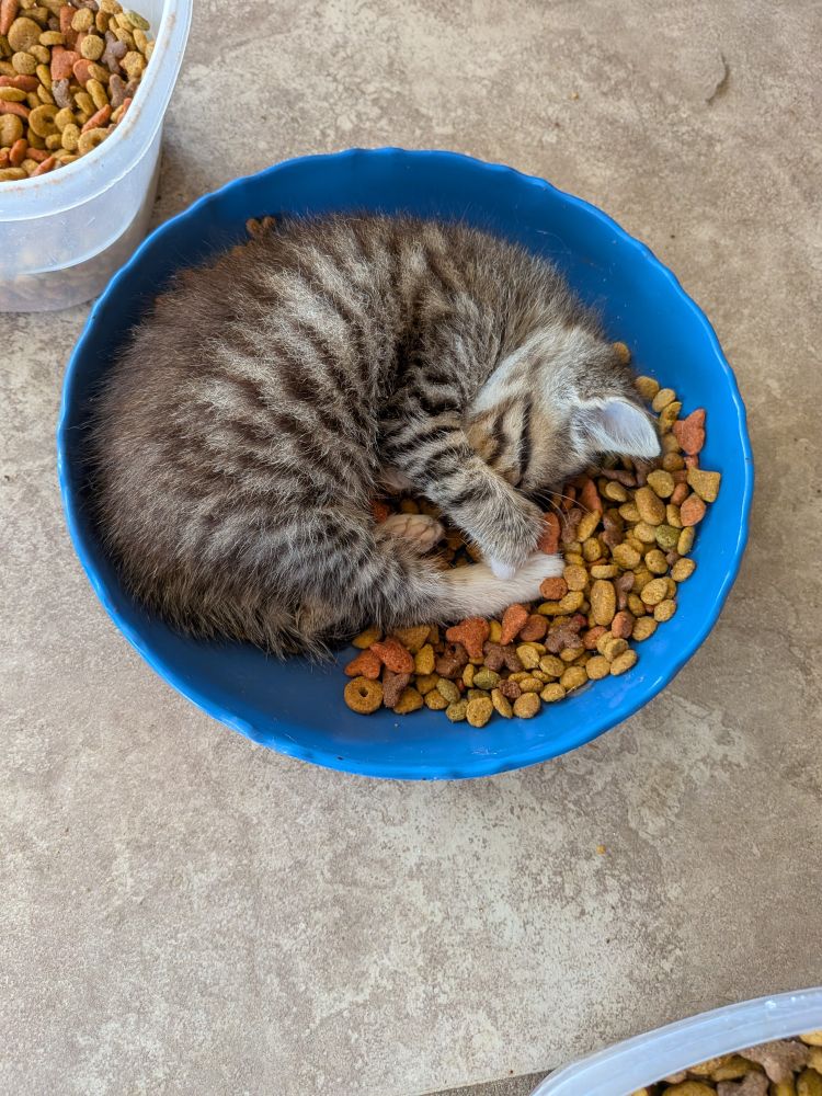 Kitten in a food bowl.