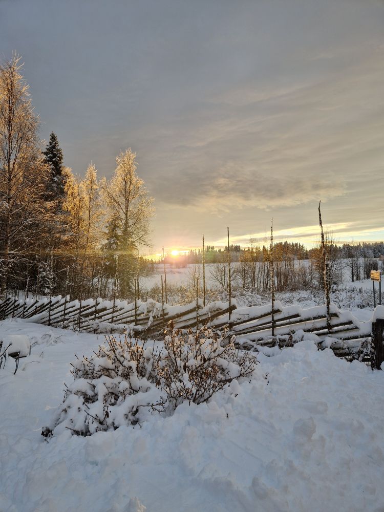 Sol som precis håller på att gå ner bakom träden.
