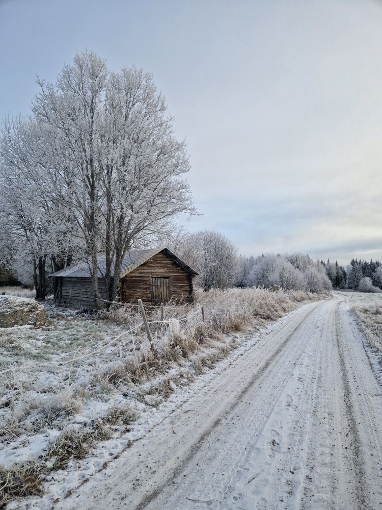 Träd med rimfrost. Timrat skjul. Snöig grusväg.