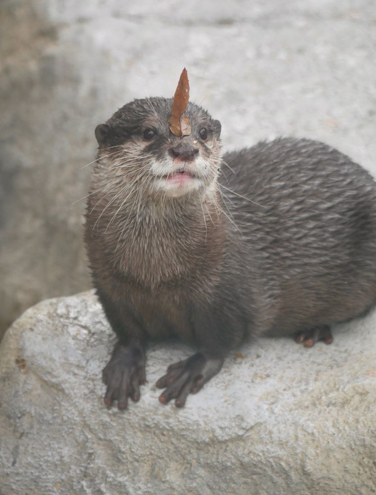 落ち葉を縦につけてウルトラマンのようになっているコツメカワウソ

東山動植物園 コツメカワウソ