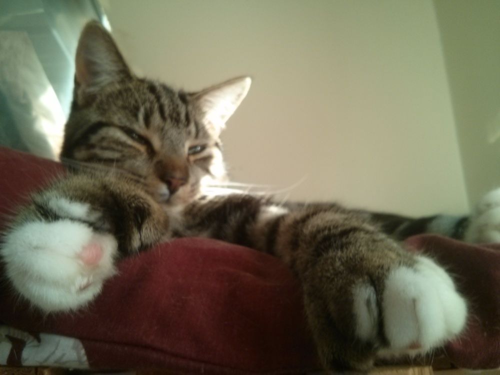 Digit, displaying her four toes and thumb on each paw. Yes, she does use that thumb to grip things...as the cat flap just found out. 