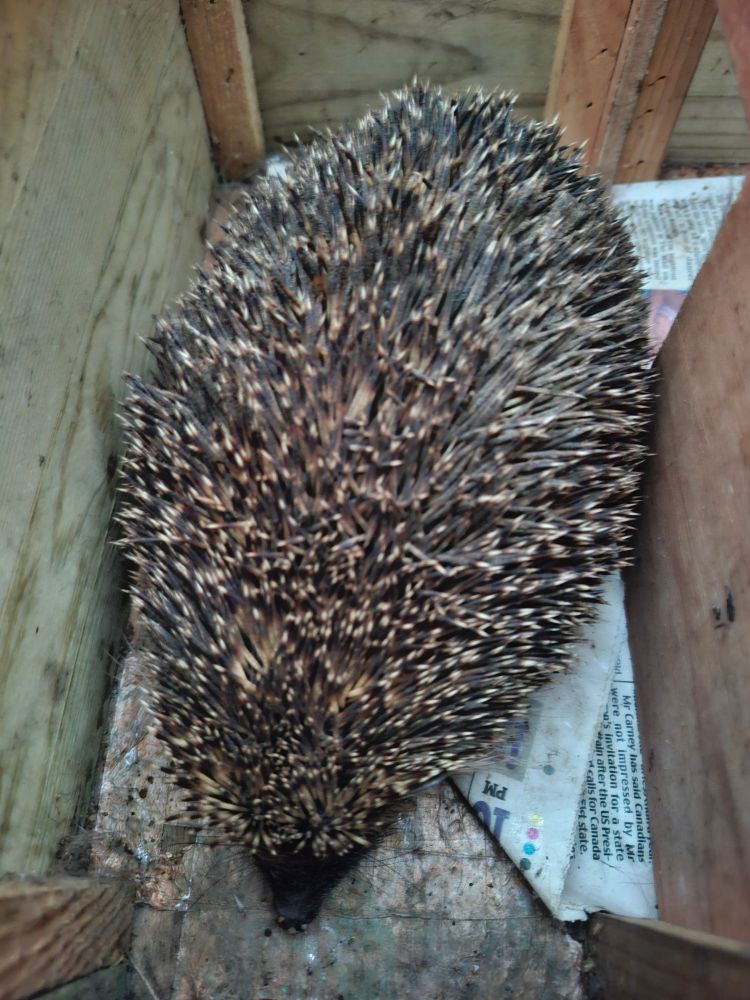 In awe of the size of the lad - absolute unit. 