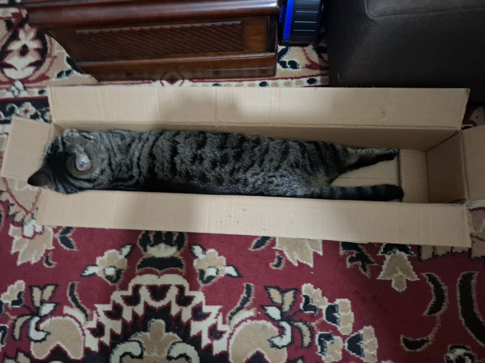 Oz, a long tabby cat, lying in a long thin box. 