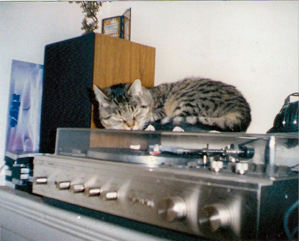 Holly - a tabby feral cat, seen here curled up on top of a record player. She was a very independent cat who never really lost her feral touch, she came to us in 1992 and disappeared sometime around 1995/1996, and although the place where she went missing had an overzealous gamekeeper who was no friend of cats, I like to think that she was smarter than to fall prey to his shotgun and just went back to living her life out in the countryside. 