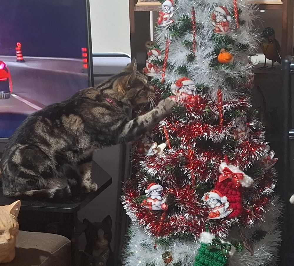 A tabby cat (Digit) is batting at a Christmas tree with her poly-dactyl paw. 