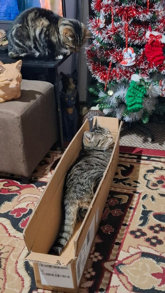 A tabby cat (Oz) is lying in a long thin box underneath a Christmas tree whilst another tabby cat (Digit) looks down on him from a TV stand.