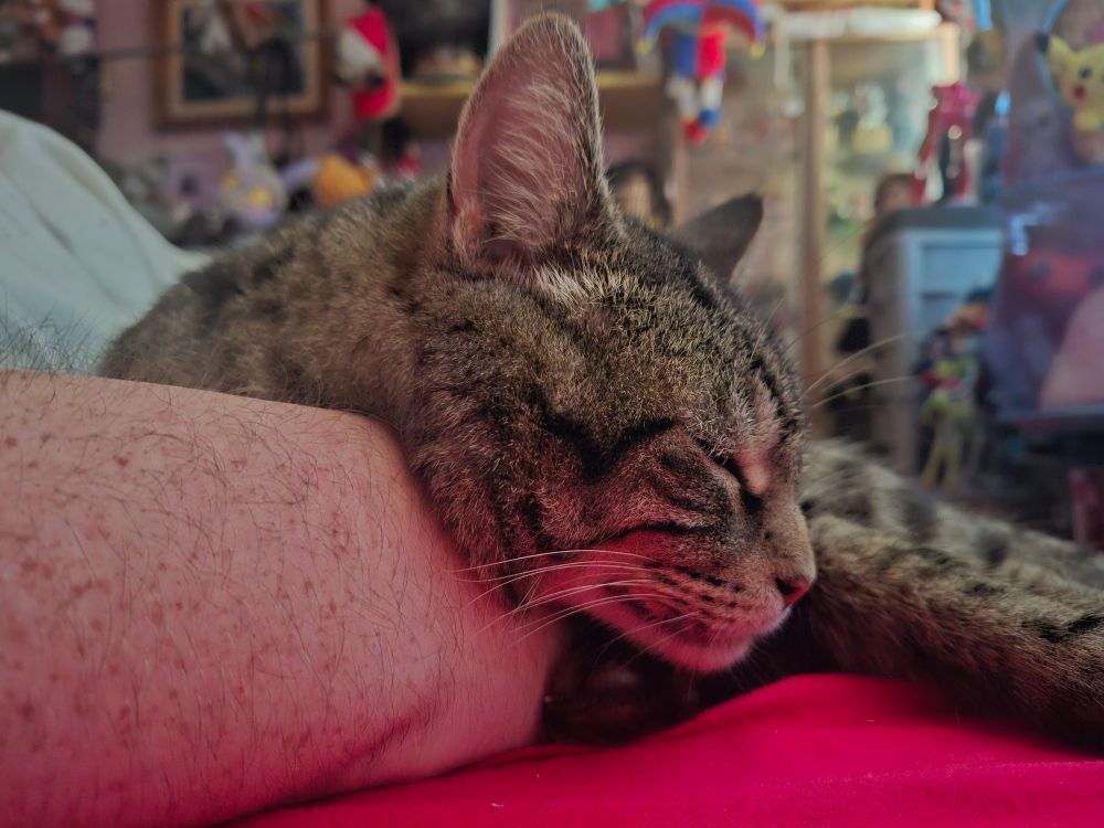 Oz, a tabby cat is resting with his head on my arm.