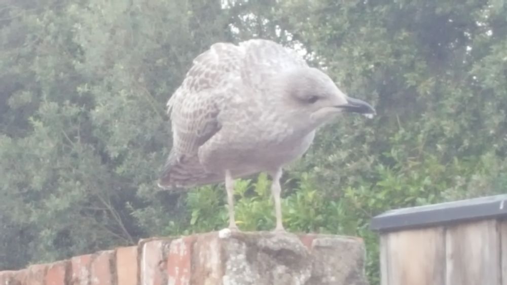A juvenile Herring Gull, quite possibly one of the babies which hatched this year and whose growth I watched judging by how close they let me get to them. 