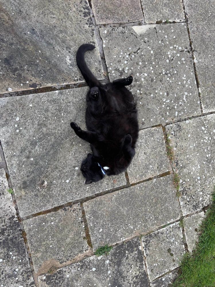 Black cat on his back on a patio. 

