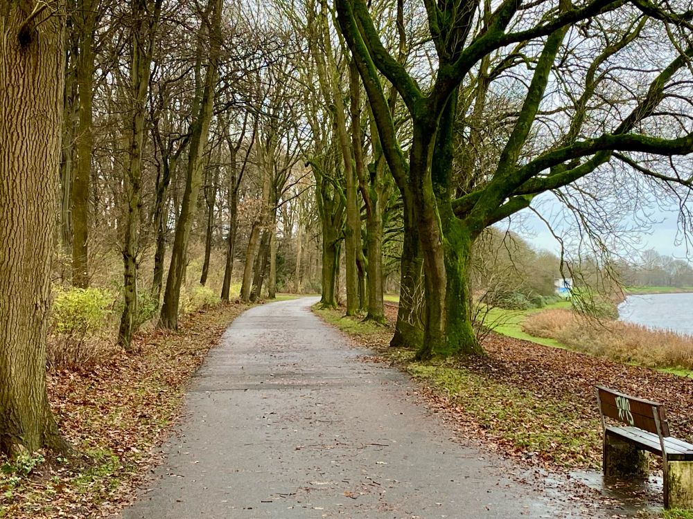 Radweg zwischen kahlen Bäumen, etwas Laub liegt auf dem Boden. Rechts eine Sitzbank, im Hintergrund rechts ein Gewässer.