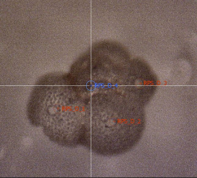 picture of a foraminifera with wholes caused by Laser Ablation in some chambers
