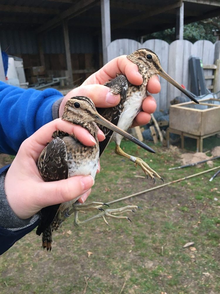Two Common Snipe being held in the hand during a ringing session