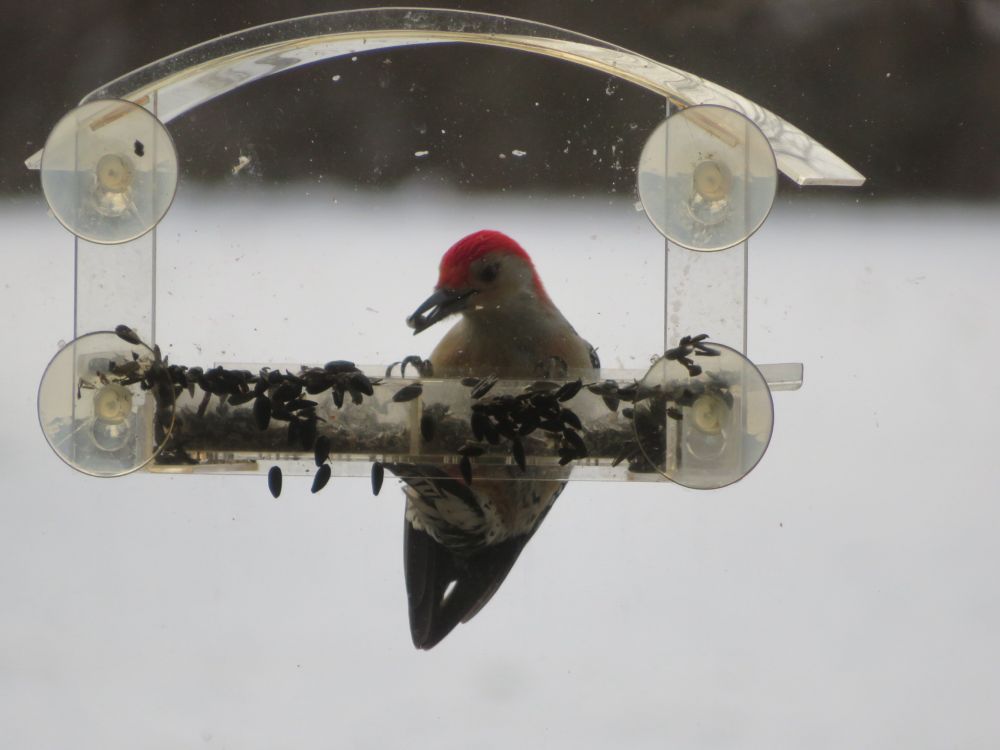 Red-bellied woodpecker on feeder