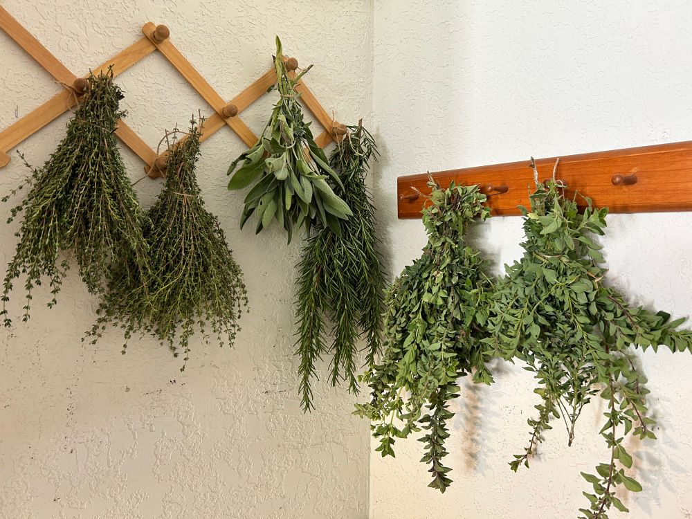 Thyme, sage, rosemary, and oregano drying. 
