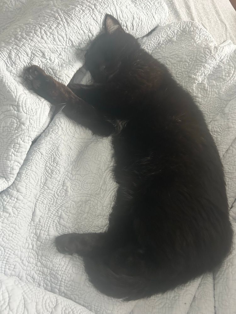 DiGiorno the black cat dozing on a quilt. He has a big sleepy smile on his face