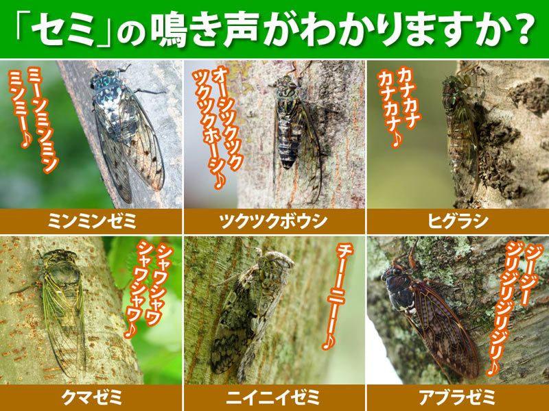 Japanese cicadas and their "chants".