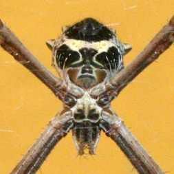 Argiope argentanta