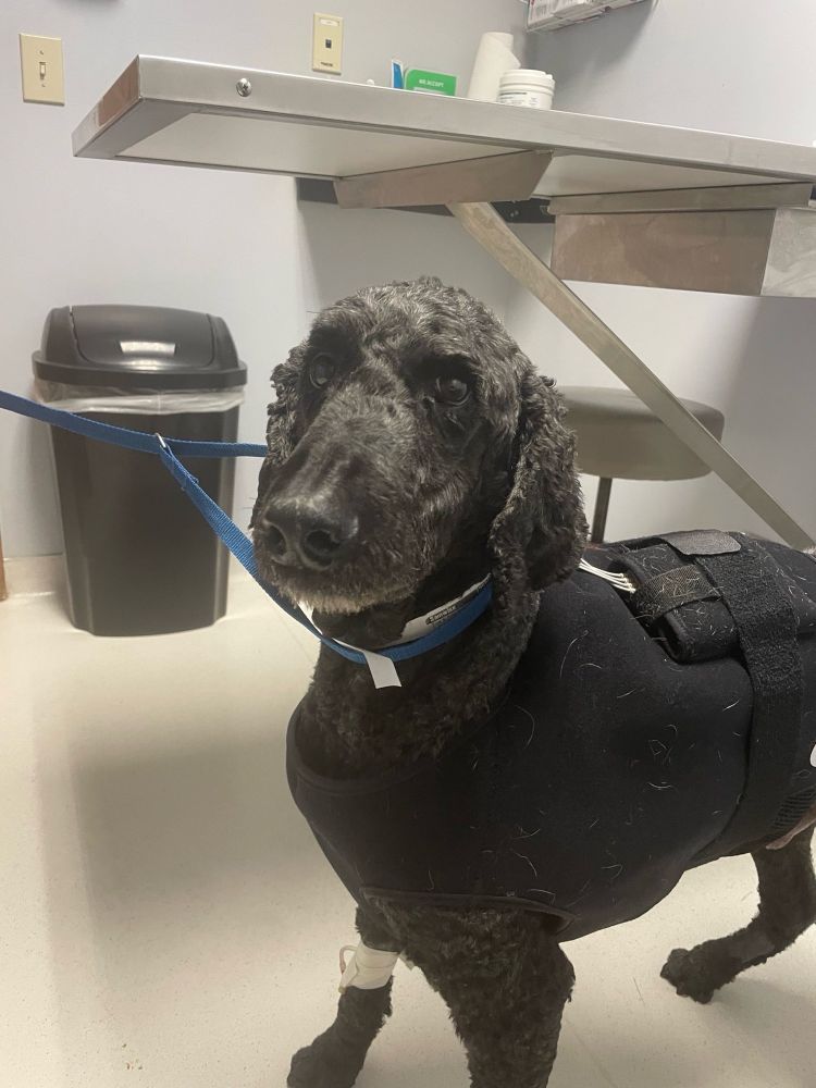 Samwise, a black standard poodle, standing in the hospital exam room, with a bandage on his leg from one of the two IVs, and a heart monitoring harness on his back. The floor is white tile, there is a stainless steel table behind him. He looks stressed and sad 