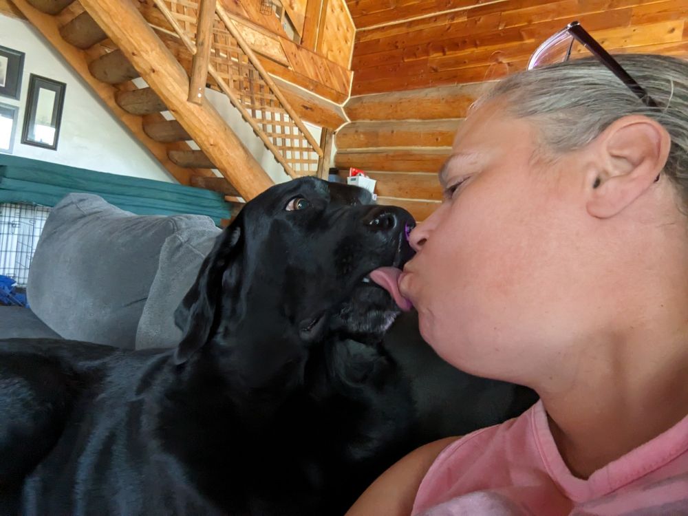 Black Labrador dog kissing an old woman on the mouth with tongue 
