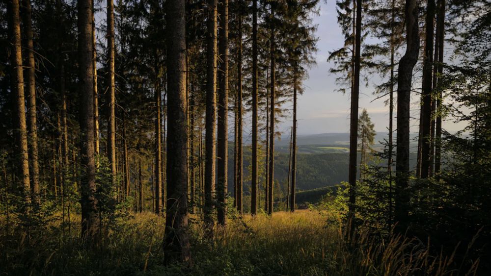 Waldinventur: Wer einen gesunden Wald will, sollte die Natur mal machen lassen