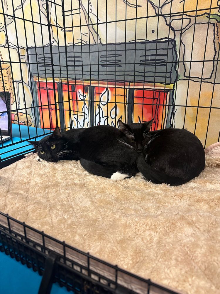 Two tuxedo cats snuggling on a blanket in a cage in front of painted mural of a fireplace