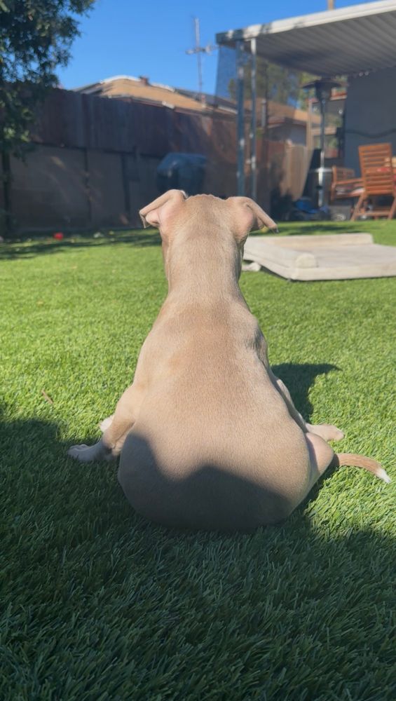 Chunky looking tan colored puppy sitting on turf facing away from camera