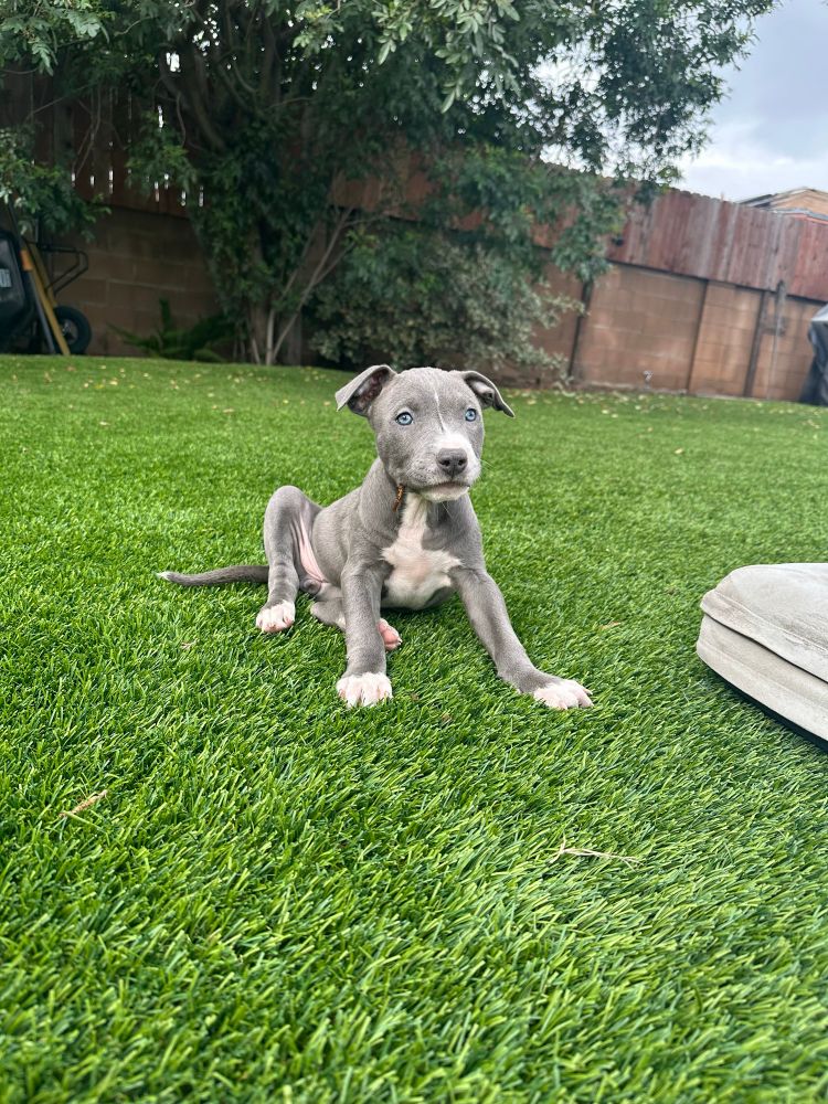 Pitbull puppy sitting on turf with a stick hanging from her lip