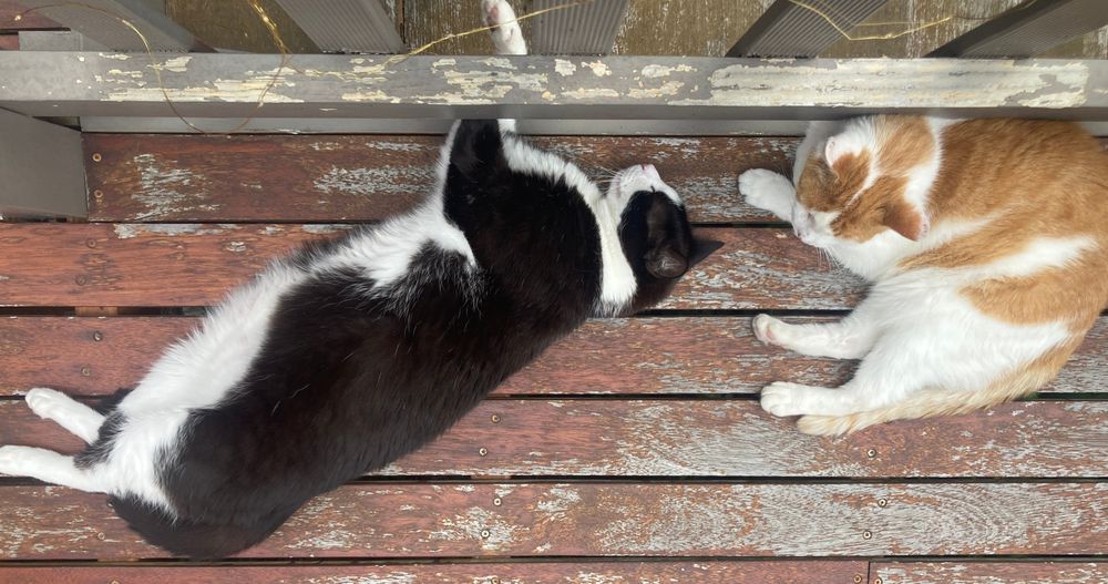The boys sleeping in the sun.