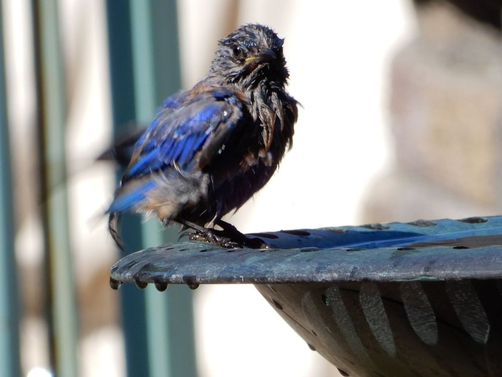 A very wet Western Bluebird at my birdbath.