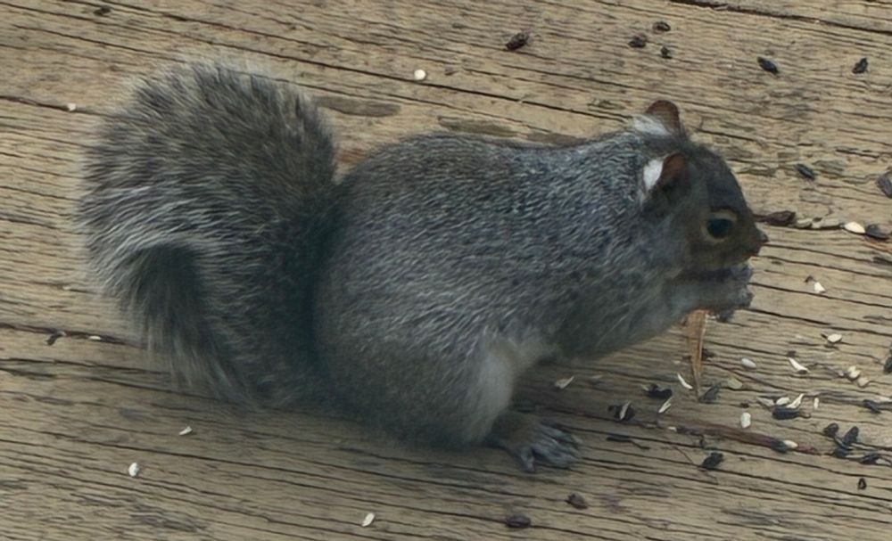 Squirrel with white patches behind each ear