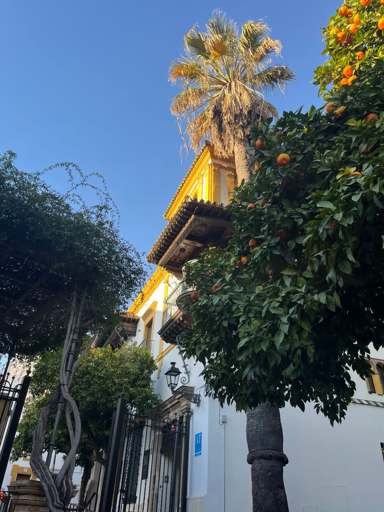 A Andalusian house in the casco Antiguo in Sevilla, with an orange tree in the front 
